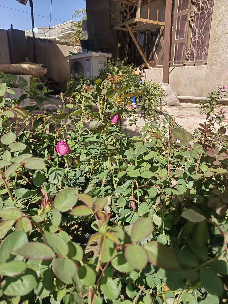 يا الله ورد سلطاني عراقي عطر فواح 
سعر 2500 الكميه قليله كلش
ورد الوان الفين دينار
متوفر توصيل داخل وخارج المسيب


**إذا كنت صاحب هذا الإعلان وتريد حذفه لأي سبب، رجاءا أرسل رسالة إلى الدعم الفني**