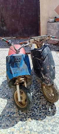 عصفوريه • منغوالي • حمل