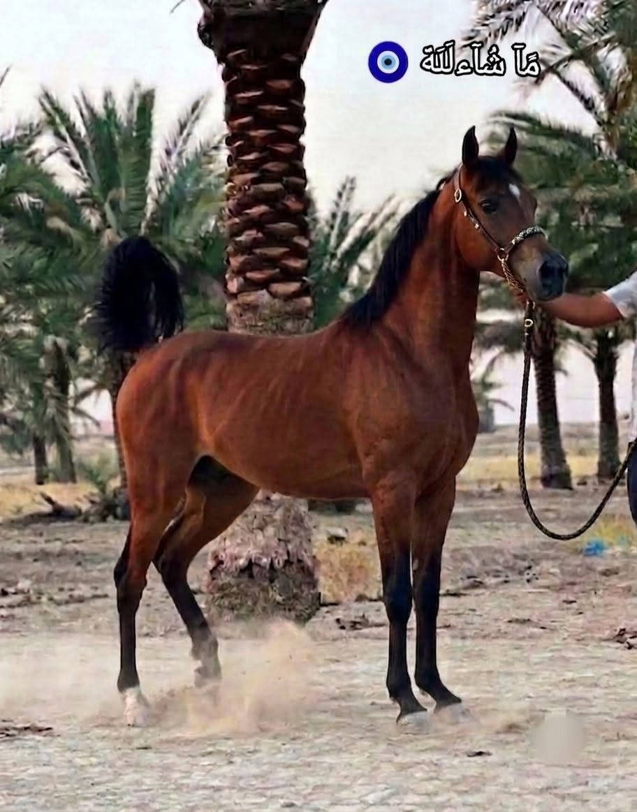 مهره اهوازيه فناص كسر كتاب وشريحه عمر سنه ونص كامله المواصفات وسعر حلو الشراي بي خير ويدلل
***********
***********
مهره اهوازيه فناص كسر كتاب وشريحه عمر سنه ونص كامله المواصفات وسعر حلو الشراي بي خير ويدلل
