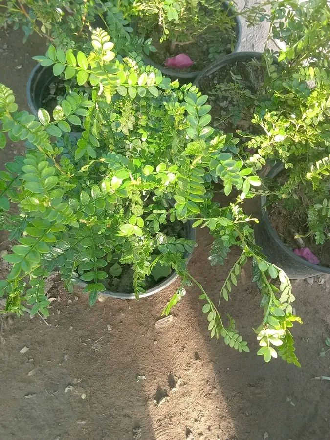 وجبه جديدة كل 3سنادين ب5
كاريزيا 3سنادين ب5 
شوكه المسيح 3سنادين ب5 
بنفسج 3سنادين ب5 
دمعه الطفل 3سنادين ب5 
التوصيل داخل بغداد فقط 
للطلب*********** واتساب
