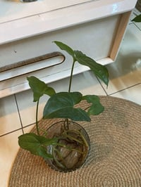 نباتات مائية • زراعة مائية • للطلب