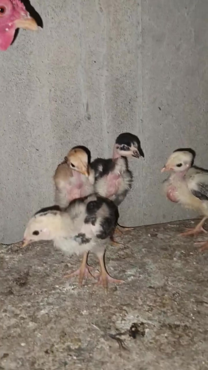 دجاج أم ركيبه و ٤ افراخ للبيع ٣ منهم ام ركيبه و واحد كويتي أصلي, ***********
