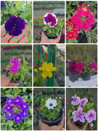 مشتل الرفاعي • شتلات زينة • أزهار موسمية