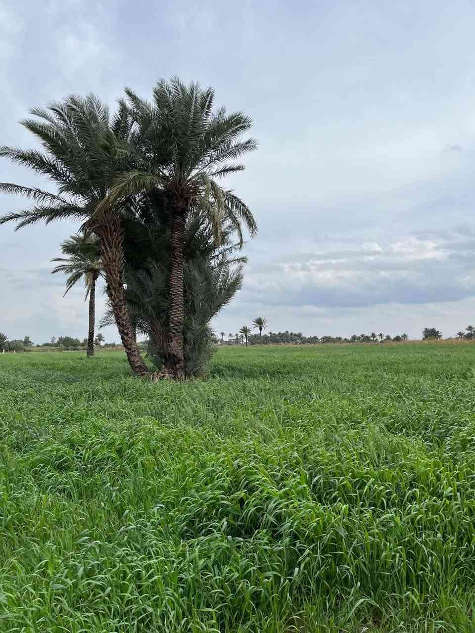 السلام عليكم 
ارض زراعيه سند ٢٥ 
مساحه الارض ١١ونص دونم 
بيها حصه ماء 
وثنين نحالات 
ونخل نوع جيد جدآ الارض تصلح لزراعه 
وتصلح لسكن مجاور شركه الابقار  
سعر الدونم 8 مليون بدون عمله 
للاستفسار اكثر اتصل على الرقم التالي 
***********
