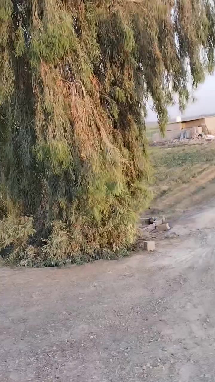 ٣ دوانم ونص طابو ٢٥ الموقع بغداد ابو غريب الزيدان متوفر كافة الخدمات ماء سقى من جهتين القناه بوجه الارض ونهر معلق نهاية الارض وماء اسالة تصلح مزرعة او استثمار للاستفسار الاتصال على *********** بي واتساب أو ***********
