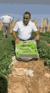 نتائج ##الهيومك_السلوفاكي 🇸🇰  الرائعة على البصل  .
وتم إستخدامه  بطريقة الحقن  إلى صوندات التقطير . 
#مكتب_النور_الزراعي 
#شركة_الماس_الاصفر 
***********
