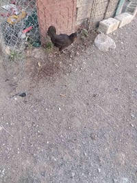 دجاج • كاركه • سعر خاص