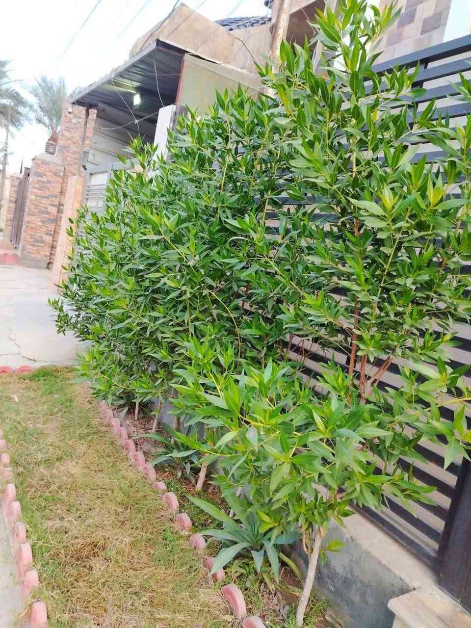 📢 للبيع بيت حديث 2025 في موقع مميز جداً 📢 بغداد - الدورة / شارع الجمعية - قرب افران سنابل شمسين - شارع عريض مقابيل الخط السريع

🏡 المساحة: 94 متر
📏 الواجهة: 6.25 م | النزال: 15 م
🚪 عدد الوحدات: 3 شقق سكنية مستقلّة

✨ تفاصيل البناء:
 • الطابق الأرضي: صالة واسعة + مطبخ + حمام + غرفتين نوم (إحداها ماستر).
 • الطابق الأول: صالة + مطبخ + حمام + غرفتين نوم (إحداها ماستر).
 • الطابق الثاني: نفس مواصفات الطابق الأول.
 • السطح: بيتونة + 3 سخانات (لكل شقة سخان خاص).

🌳 مميزات إضافية:
 • كل شقة لها سحب مولدة منفصل.
 • حديقة صغيرة أمامية.
 • درج خارجي مستقل.
 • شارع عريض جداً.
 • موقع استراتيجي مميز وسكن راقي.

🏠 البناء حديث (2025) بتصميم عصري وعملي.

للاستفسار 
*********** # بيع عقار # الدورة # بغداد # استثمار # العراق
