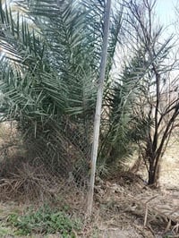 للبيع 1000 متر واجه 25 نزال 40 بغداد الراشدية قرية العراكنة تبعد عن نا...