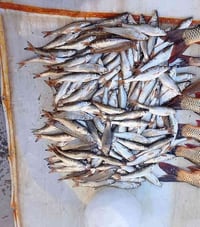 تخفيضات • زوري ٣كيلوات • باشا كوبري