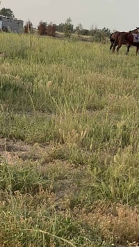 كوت بسروكيه • ١٧دونم • مصدر سقي وبيت