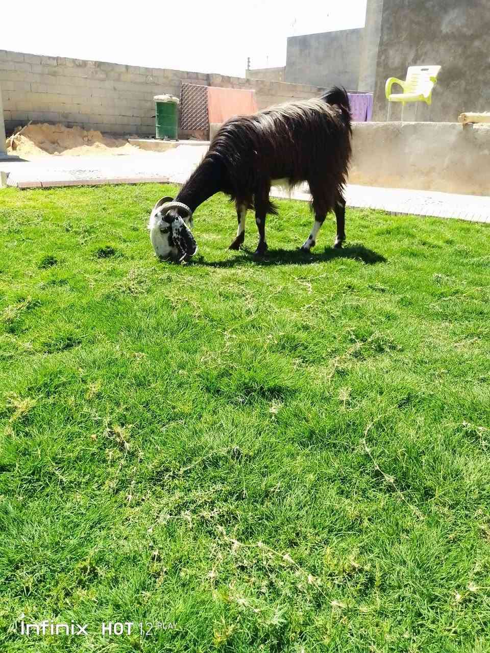 عنز  حيل خشنه عشار شهرين عنز  مال جنيه مرتبه شرط النصاح السعر 325 وبيه مجال شوي السكن القائم الكرابله لتواصل ***********
