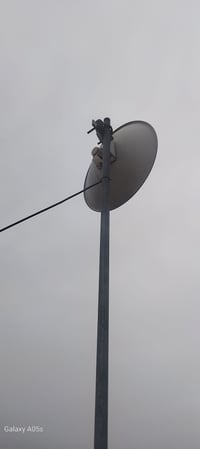 شغال • للبيع • الفلوجه