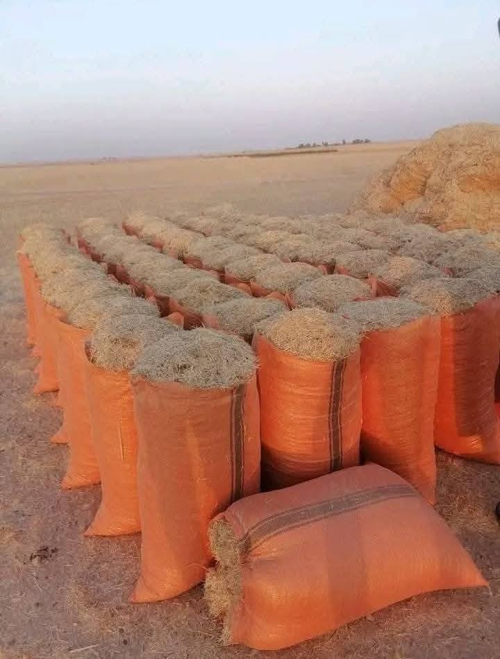 السلام عليكم تبن لبيع بنسب لسعار لرايد تبن يتصل *********** وتوصيل لباب بيتك وددلل
