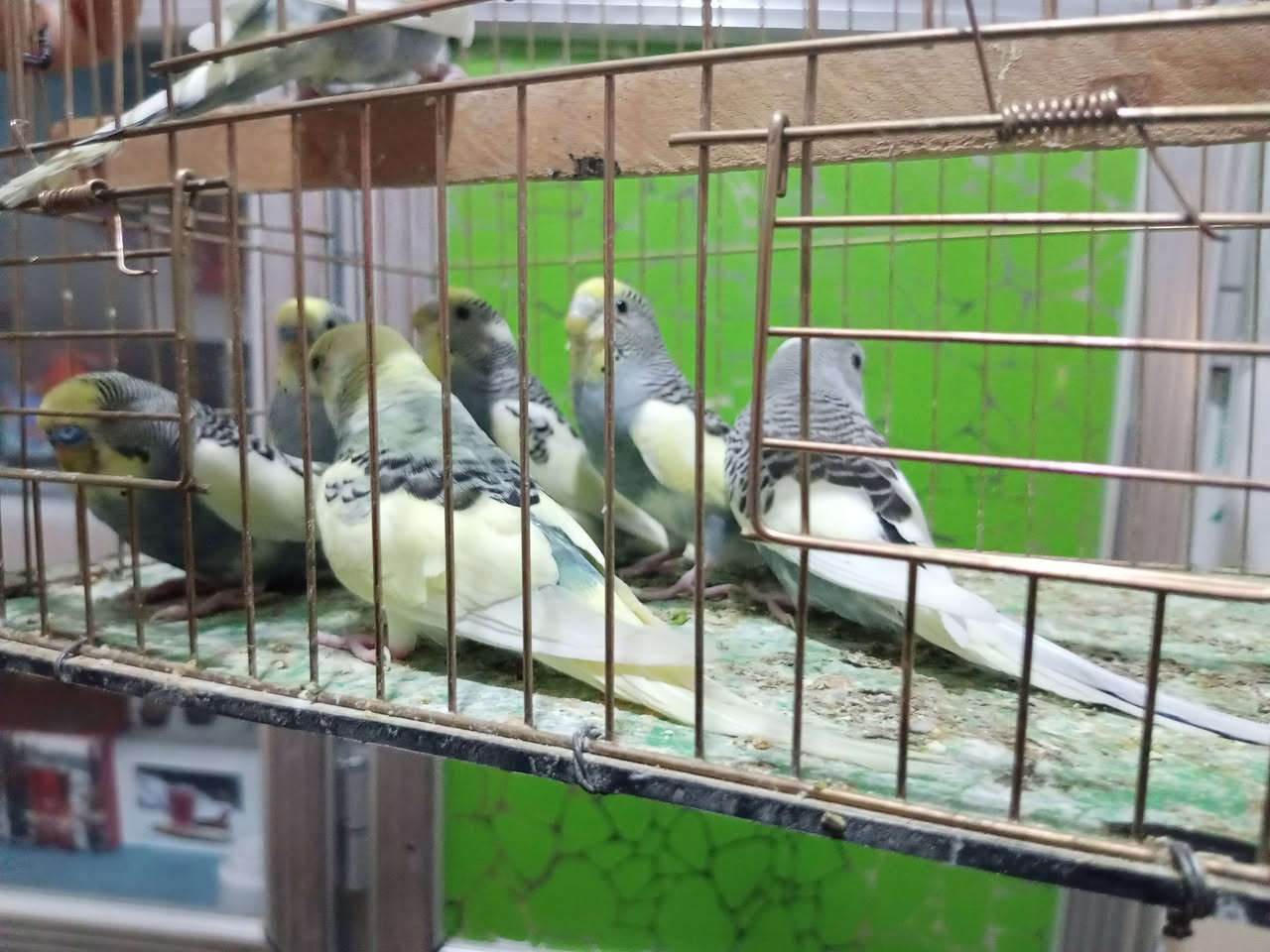 من رخصت مدير الكروب طيور حب شكري ابرصاصي خط اول 7 وقطع للبيع المكان ابو غريب الشهداء رقمي واتساب ***********
