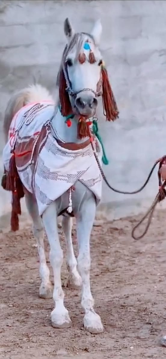 يابه سلام عليكم وين الي عنده مزرعه والشيوخ والي يريد يتونس هاي فرس درجه أولى جمال وركوب للبيع وأمينه كلش وهادئه وكصتها خير على الي ياخذها فرس أصيله مال شيوخ الله شاهد 
بس الشراي يتصل ***********
من رخصت الادمن طبعاً ❤️.
