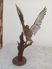 باشگ محنط • فخم • توصيل مجاني