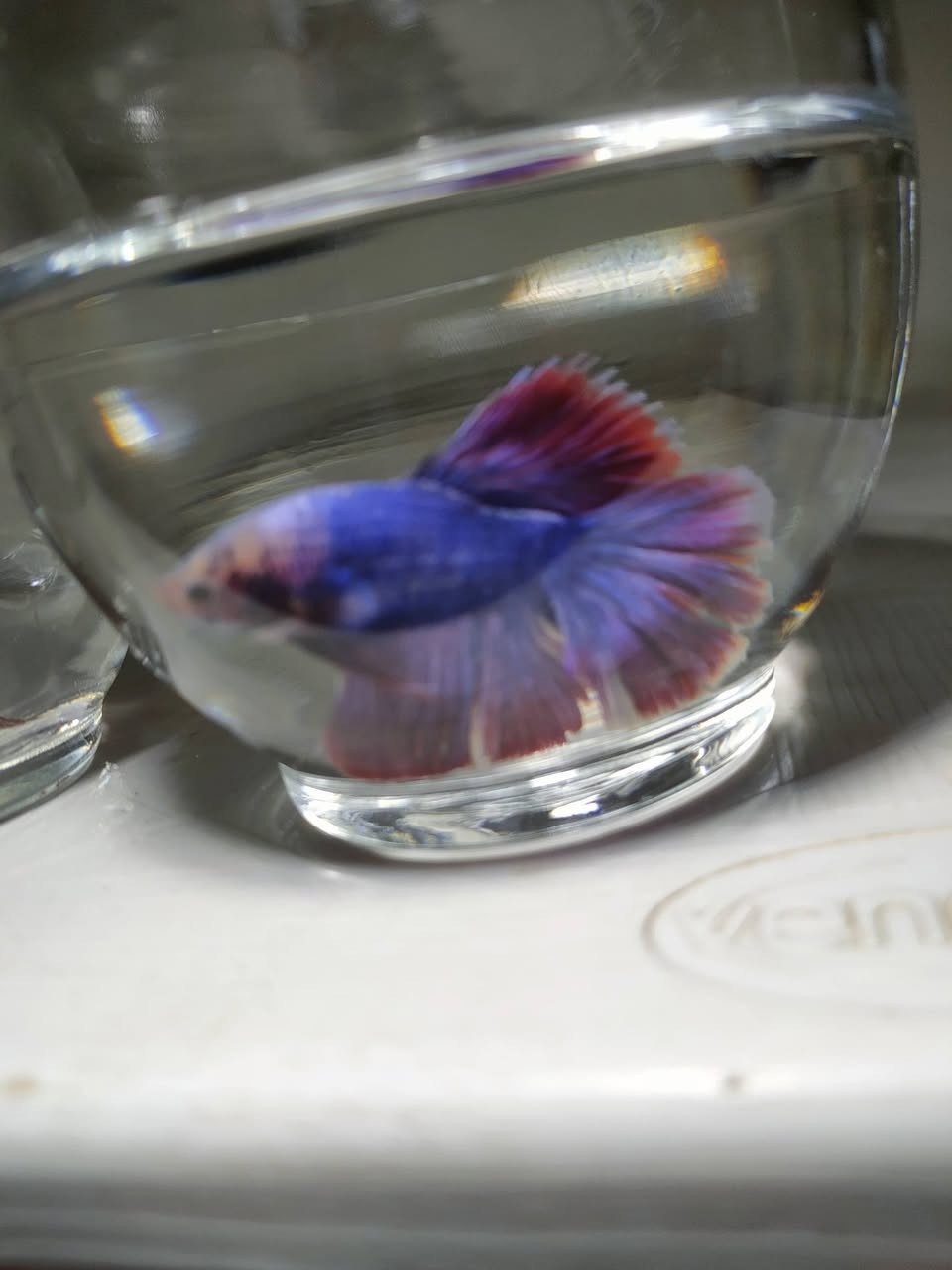 أسماك الفايتر 🐟🎀
لاتحتاج للاوكسجين ✅ 
👇👇👇👇

كيس طعام ✅ 
حوض زجاجي ✅ 
حجر طبيعي ابيض ✅
#اسماك_الزينه🐠🐟🐋🐳🐡 #احواض_سمك_زينه #احواض_سمك #سمكة_الفايتر


**إذا كنت صاحب هذا الإعلان وتريد حذفه لأي سبب، رجاءا أرسل رسالة إلى الدعم الفني**