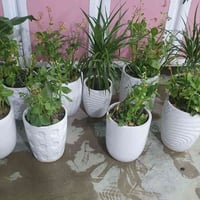 نباتات طبيعيه • قحوفه بلول • كراج شمال