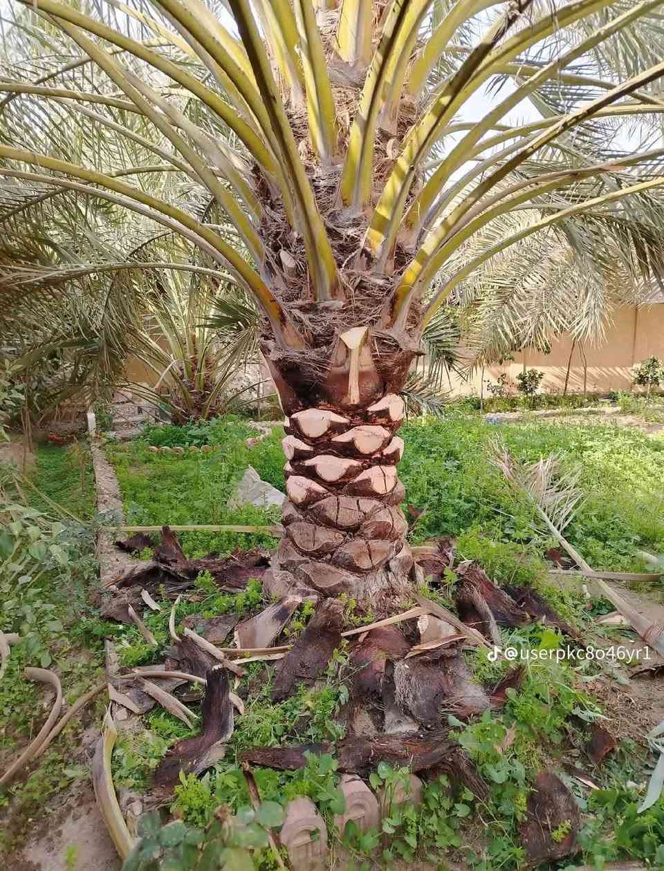 سلام عليكم نعمل تكريب النخل قص الشجر حش الحدائق 
***********
