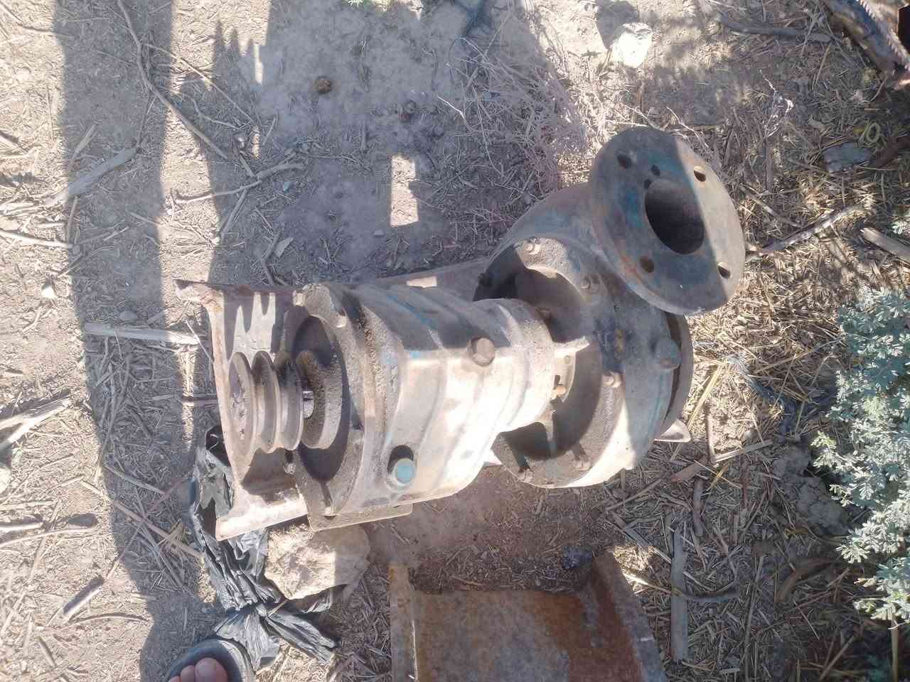 خنزيرة البيع ***********
