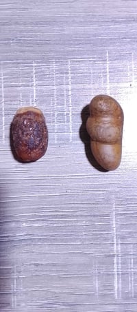 حجرتين • سلطاني • سعر يرضي