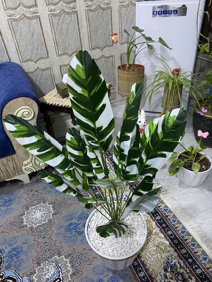 اشجار صناعيه يتوفر خدمه توصيل 🚚


**إذا كنت صاحب هذا الإعلان وتريد حذفه لأي سبب، رجاءا أرسل رسالة إلى الدعم الفني**