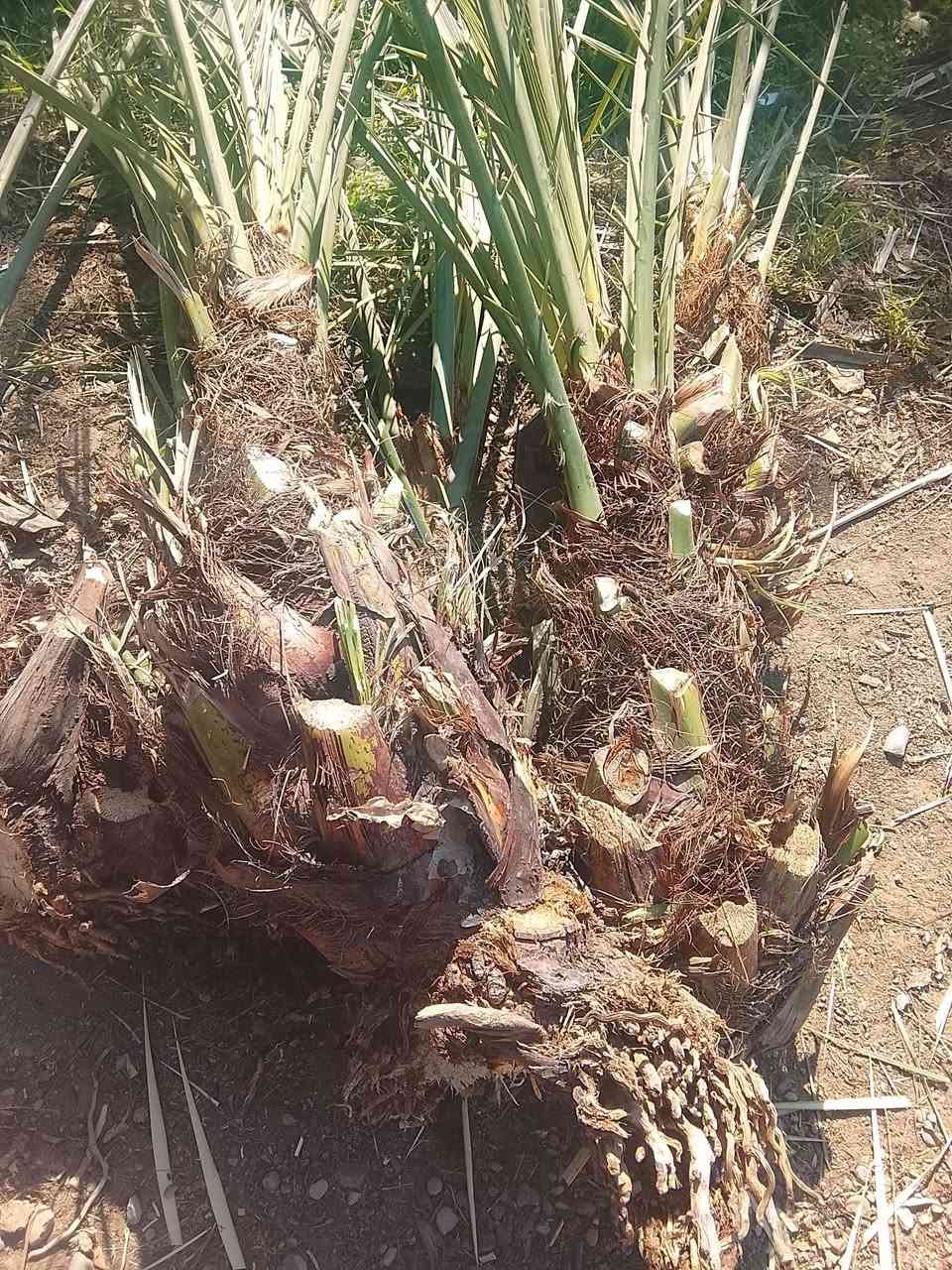 السلام عليكم اخواني موجود فسيل منوعات موجود برحي حر قلع من آلام وعندي قلع بطينه موجود بريم قلع موجود مكتوم قلع لراغب بشراء يفضل خاص يراسلني


**إذا كنت صاحب هذا الإعلان وتريد حذفه لأي سبب، رجاءا أرسل رسالة إلى الدعم الفني**