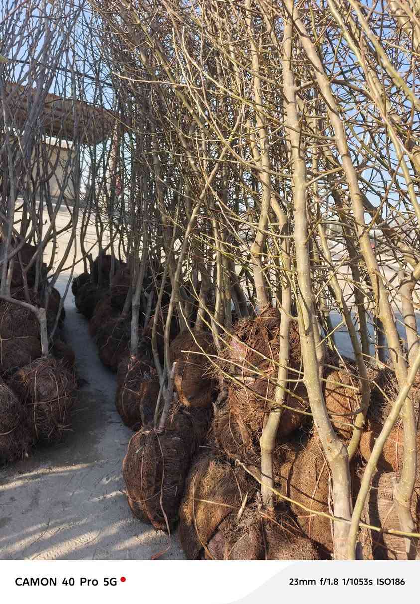 على بركه الله
سوف تنطلق سياره من الحله محمله جميع انواع النباتات كل من النفضيات والحمضيات والتين الاسود والابيض وجميع انواع الورود  إلى بغداد وصلاح الدين وبلد والاسحاقي وبيجي وتكريت وسامراء باقي ٣٥٠ شتله على حمل السياره احجز شتلاتك وراح يوصلنك الباب البيت 
واتساب: ***********
