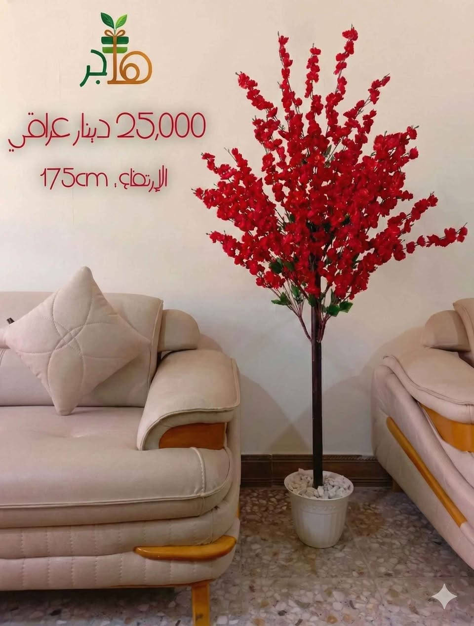 ارتفاع الشجرة :  175cm 
سعر الشجرة : 25,000 دينار عراقي 

أطلبوها الآن : *********** النجف, العراق
