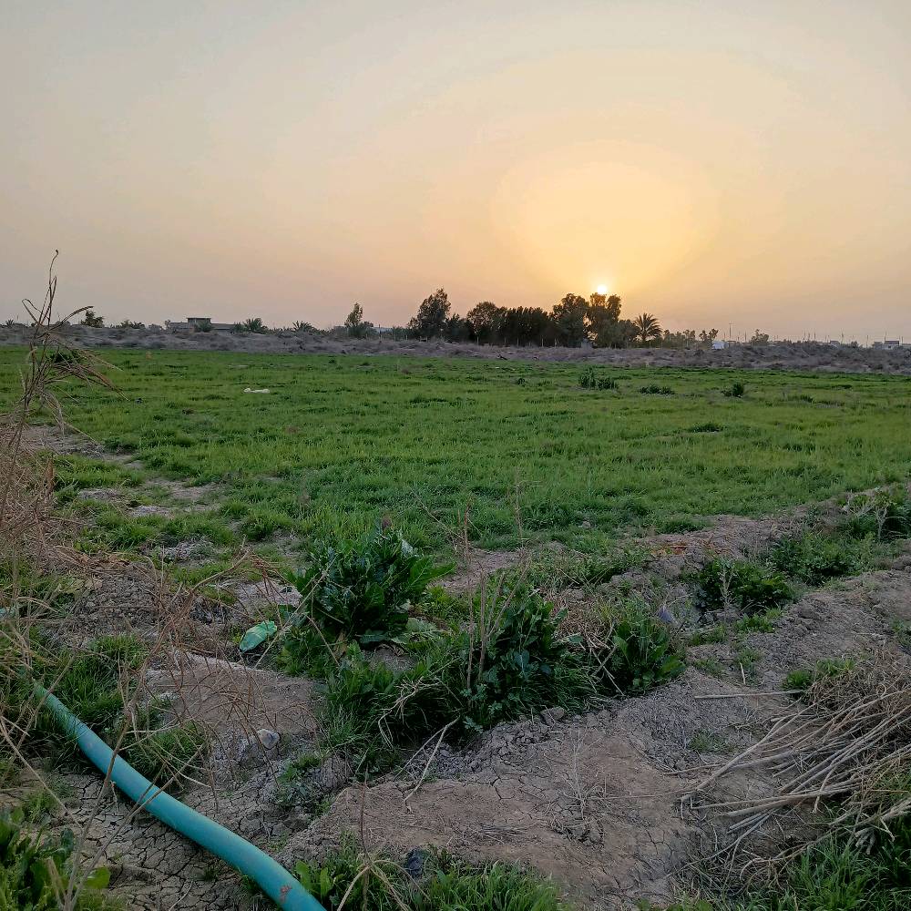 ارض زراعية دونم طابو  25 واجهة 25 في 100 بغداد المحمودية بالقرب من مجمع سكني جديد تبعد عن الشارع العام 800 متر معروضة ب  130 مليون وبيها مجال