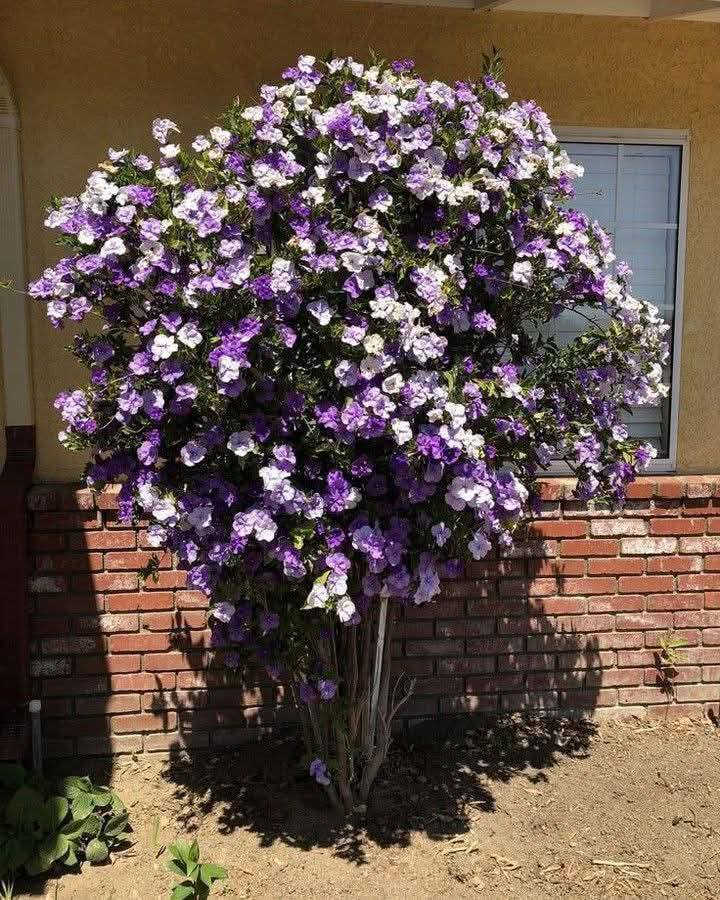 السلام عليكم متابعينا 🤍.
نعلن عن توفر  شتلات جديده من  شجرة اليوم والأمس والغد  🌸🍂🍂

ارتفاع ٥٠ الي ٦٠ سم  تقريباً ✨
السعر ١٥ الف فقط🔥

نبتة نادرة جدًا وفاخرة للغاية، تُلقّب بـ شجرة اليوم والأمس والغد لأن أزهارها تمرّ بثلاث مراحل لون ساحرة خلال أيام قليلة — تبدأ بنفسجية غامقة، ثم بنفسجية فاتحة، وأخيرًا بيضاء ناصعة 

 المواصفات:
شجيرة مزهرة نادرة وفخمة المنظر.
أزهارها عطرة وتزهر لفترات طويلة جدًا.
أوراقها خضراء لامعة تضيف جمالية استثنائية للمكان.

 التحمل والعناية:
تحب الضوء الساطع غير المباشره
سقي معتدل وتربة جيدة التصريف.
تُحافظ على نضارتها بالأجواء المعتدلة وتُحمى من الحر والبرد الشديد.

الفوائد والمميزات:
تضيف لمسة راقية وملوكية للمنازل والحدائق.
تصلح للزراعة بالأصص أو الأرض مباشرة.
من أندر النباتات المزهرة بالعراق، واللي يمتلكها يُعتبر عنده قطعة فنية حقيقية.

📍 العنوان: بابل/ محاويل.
📍 متوفر توصيل لجميع محافظات العراق 🚗🚗 
📍 للحجز والاستفسار يرجى مراسله الصفحه او مراسلتنا على واتساب من خلال الرقم:
***********
