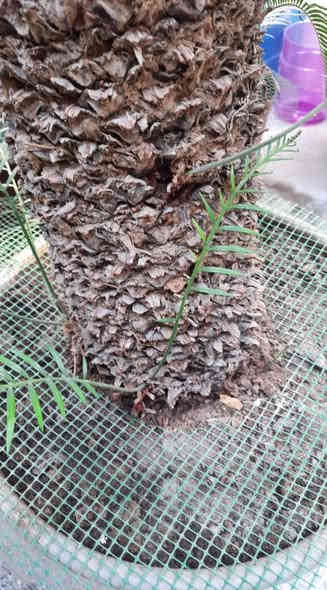 من رخصة الادمن نخلة سايكس للبيع العمر اكثر من ٣٥ سنه . موضوعه في سندانه منذ ٥ سنوات يعني لا تتكطع الجذور ولا توكع نص السعفات بعد التحويل . بيها سبع فسايل دليل على نشاطها وصحتها الجيده . تربتها بثموس مخصب وفيرمي كومبوست وقليل زميج ومسمده بالحديد والnpk  والهيومك اسد والداب يعني كامله مكمله ما شاء الله تبارك الله ارتفاع الجذع من التربه ١٢٥ سانتيمتر بدون السعف . السعر ٤٥٠ الف وبي مجال . مكاني الاعظميه الشراي يراسلني رجاءا واتساب  ***********
