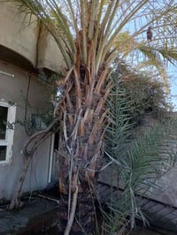 تكريب النخيل • كركوك • موسم