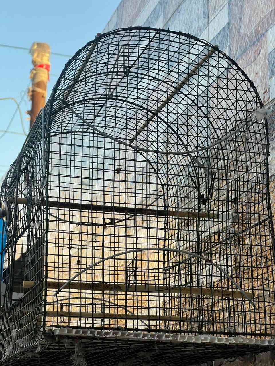 سلام عليكم قفص بلبل لبيع ويرهم كناريات وطيور مغرده السعر 15وبي مجال لشرايه مكاني ناصريه مركز حي الخضراء مقابل الشركه الهنديه


**إذا كنت صاحب هذا الإعلان وتريد حذفه لأي سبب، رجاءا أرسل رسالة إلى الدعم الفني**