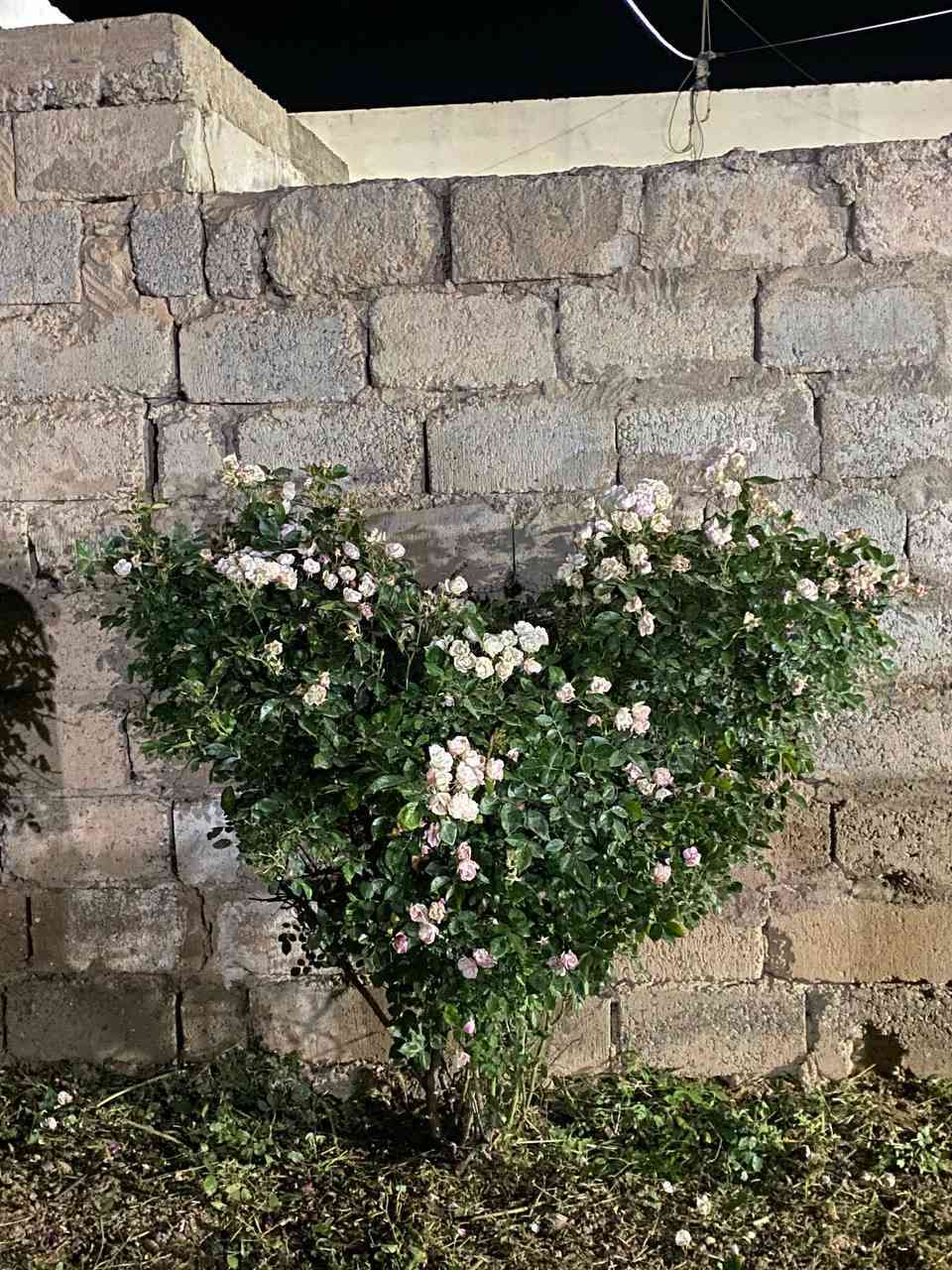 تقليم اشجار +اس+نينيه🍃
اتصل ***********
