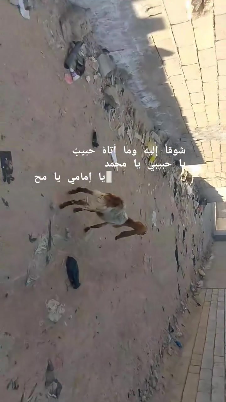 يا الله صخله يفره نثيه صاحيه شرط الصحه وسالم من كل عيب وين راحو جنايه على باب الله سعر بلاش بس 85قفل من الخير بدون عمله المكان البصره الزبير وشراي يتصل بلخدمه ***********خوان تفاصيل اكثر خاص والا يوجد حجز
