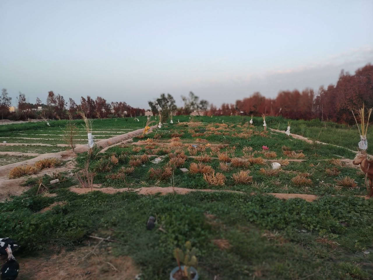 السلام عليكم مزرعه للبيع دونمين ونص عقد 35 على طريق يا علي في النجف عمود 350مزروعه وبيه 45 نخله وبيه سدر8 وبيه غرفه طوله 12متر وعرضه 6متر وغرفه ثانيه 4*4
وبيه بير وخدمات ماء وكهرباء خطين يعني الكهرباء متطفي وتبعد عن الشارع العام مال كربلا 120متر. 

***********

السلام عليكم مزرعه للبيع دونمين ونص عقد 35 على طريق يا علي في النجف عمود 350مزروعه وبيه 45 نخله وبيه سدر8 وبيه غرفه طوله 12متر وعرضه 6متر وغرفه ثانيه 4*4
وبيه بير وخدمات ماء وكهرباء خطين يعني الكهرباء متطفي وتبعد عن الشارع العام مال كربلا 120متر. 

***********
السلام عليكم مزرعه للبيع دونمين ونص عقد 35 على طريق يا علي في النجف عمود 350مزروعه وبيه 45 نخله وبيه سدر8 وبيه غرفه طوله 12متر وعرضه 6متر وغرفه ثانيه 4*4
