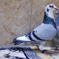 متاح فحل  كويتي   2023   جسمانية   وخشن عصب الطير    بتكليب  1/1    اي...