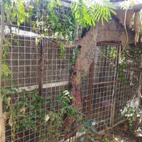 هذا القفص للبيع السعر ٨٠بي مجال هذا رقمي ٠٧٧٣٩٤٩٦٧٢٨