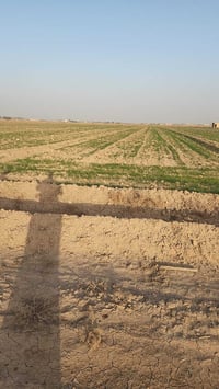 ورحمة الله وبركاتة 88دونم للبيع طابو زراعي 25العنوان بغداد الرضوانيه ق...