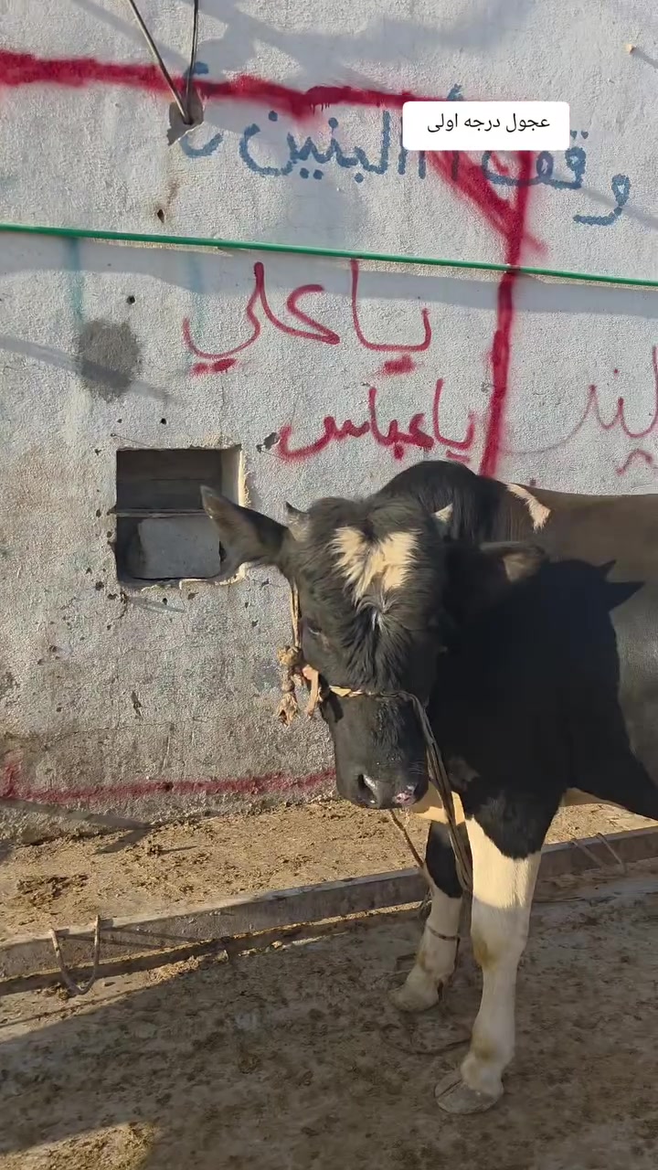 اللهم صلي على محمد وآل محمد 
جاهزين لتجهيز كافه مواكب وحسينيات لخدمه اباعبدالله الحسين 
متوفر جميع انواع لحوم العرقيه #خالص
لحم عجل _ لحم طلي _لحم احوار _ لحم صغل 
عنون فرع الاول _  تلعفر _شارع علوة مخضر 
 #فرع ثاني _ #نجف _ #حيدريه _ #عمود 502 #طريق ياعلي


**إذا كنت صاحب هذا الإعلان وتريد حذفه لأي سبب، رجاءا أرسل رسالة إلى الدعم الفني**