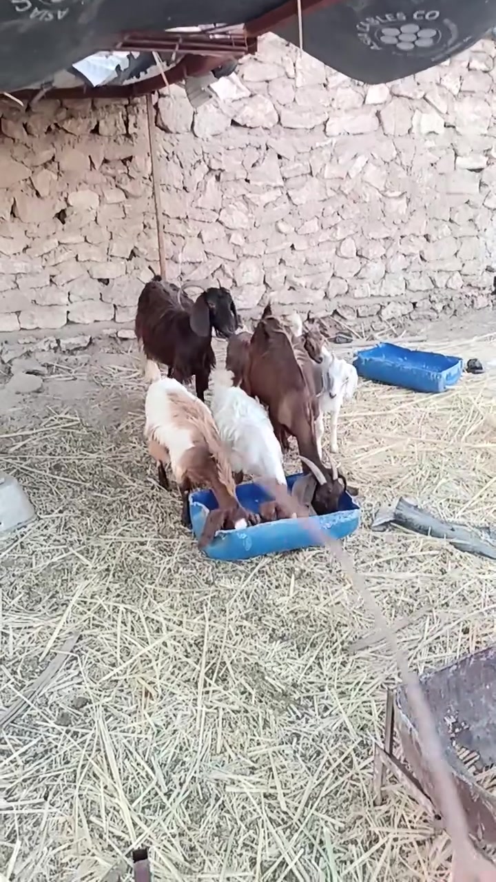 ماعز جداع عدد (2)
كل وحدة وراها توم مقوزات ومعلوفات خير من الله شرط تفضل من علفها امهات حلابات وتوامات شرط

🔙عشار فوك وحدة فوك الشهر ونص 
وحدة عشارها شهرين بس ما اتعهد

وراها جدي وثلاث صخول 

مكاني هيت بنان 
للمراسلة عبر الواتساب 
***********
