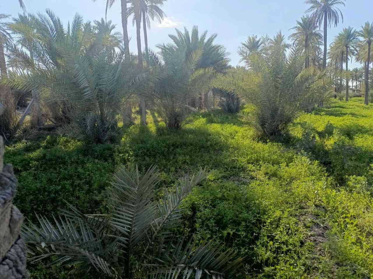 السلام عليكم
#دونمين ونص 
#طابو زراعي سند 25 تحويل مباشر 
#وجه 50 
#خدمات كامله 
#موقع كربلاء منطقه ابو سمند قرب مزار سيد محمد
#استفسار 
***********
***********
