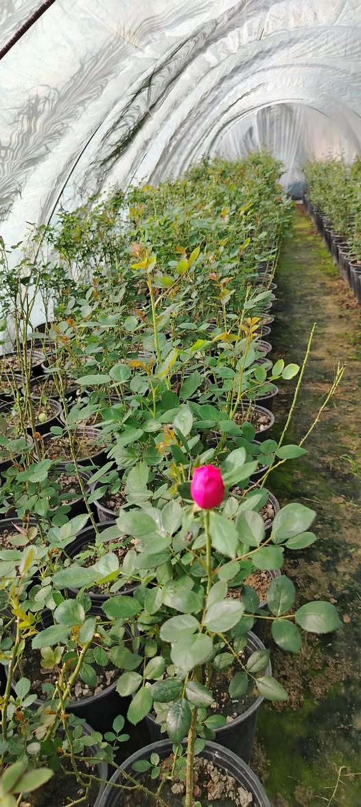 ورد جوري السلطاني عراقي السعر 5000 دينار الارتفاع متر حجم السندان 26


**إذا كنت صاحب هذا الإعلان وتريد حذفه لأي سبب، رجاءا أرسل رسالة إلى الدعم الفني**