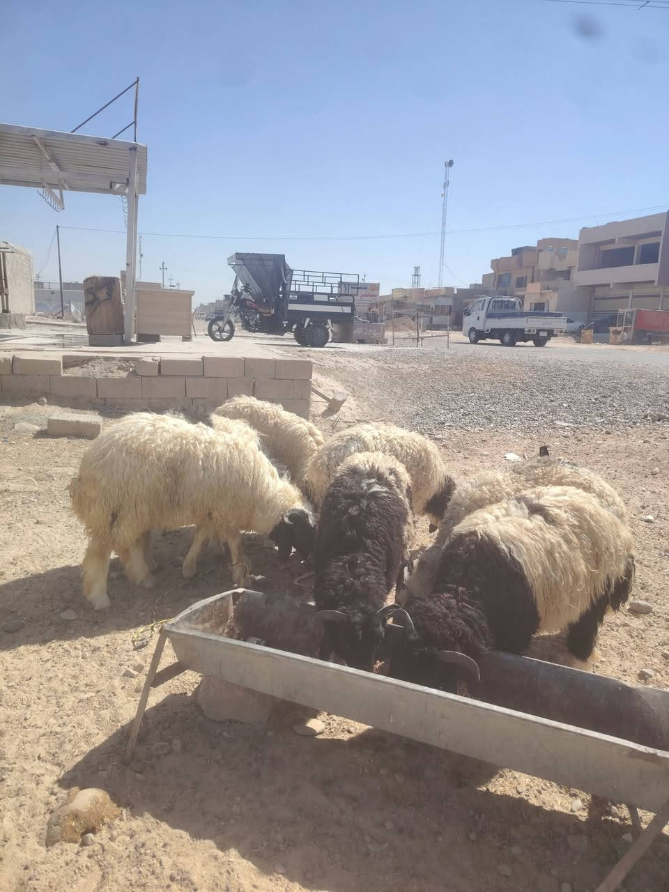 يوجد طليان للبيع  طليان خشنات وسمان المكان تكريت الديوم المحل مالتي مقابيل سوق الجمعه هدا رقمي ***********
