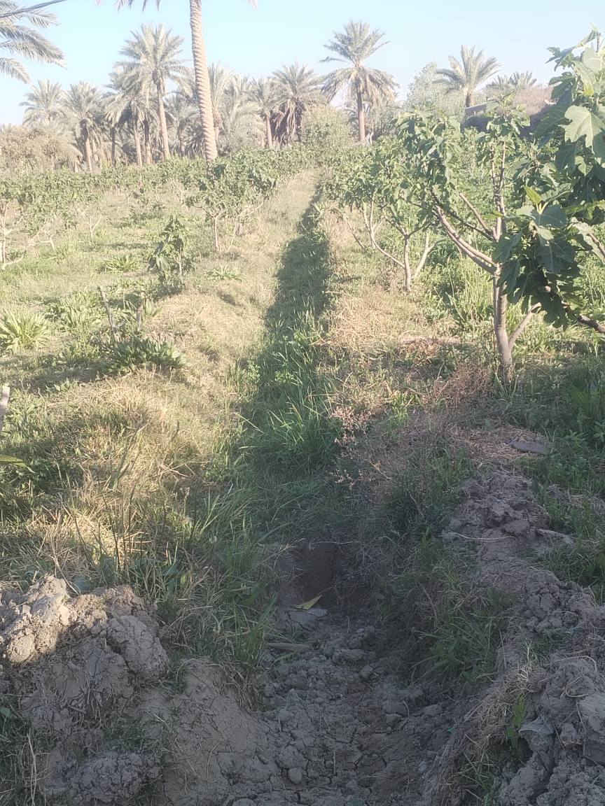 دونم يبعد عن الشارع العام 150م على طريق السنية جهته الزوار خدمات كامله طابو زرعي  سند 25 للاستفسار *********** ديوانية, القادسية
