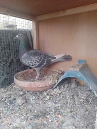 #ماشالله #تبارك #الرحمن   متاح طيرة موديل 15 ماشالله تبارك الرحمن ... ...