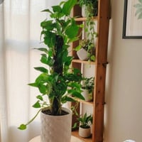 لبلاب عامودي • نبات زينة