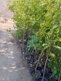 مشتل الجمعية • الدجيل الجمعية • نباتات نفضية وحمضيات